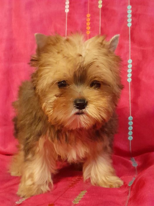 Yorkshire Terrier mały piesek