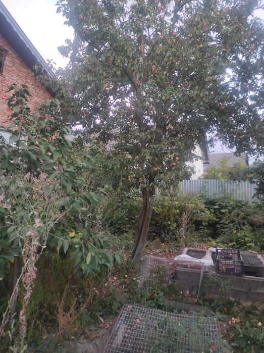 Віддам дерева на зріз, на дрова, 15штук