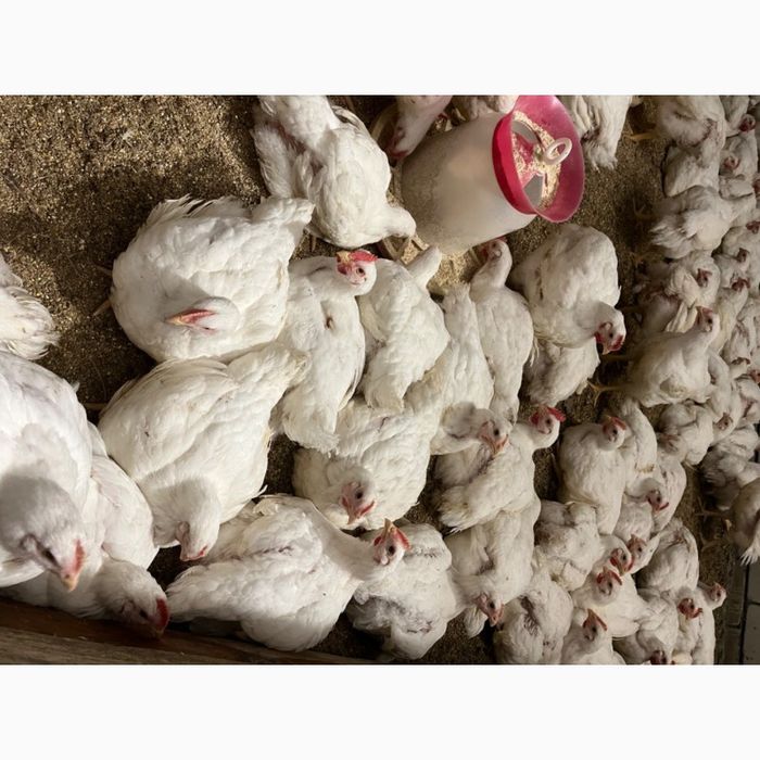 Продаю бройлер живою вагою від 3 кг.