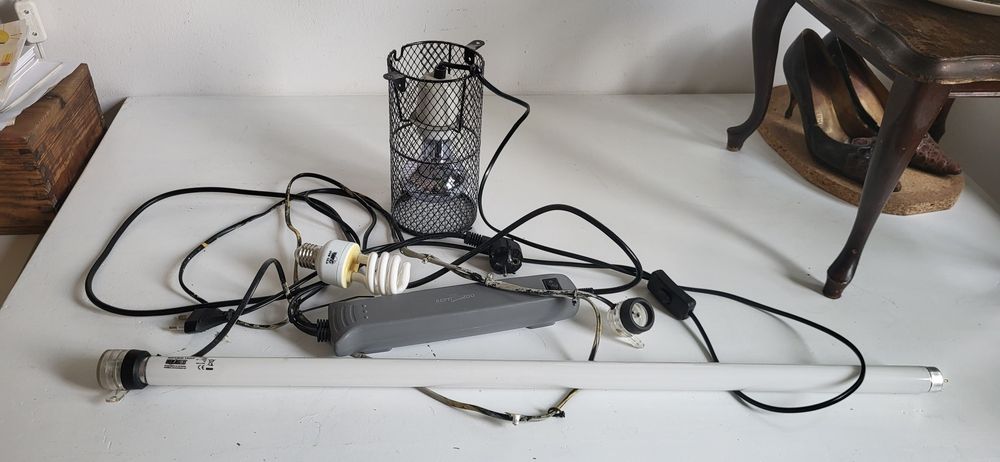 Oświetlenie terrarium. Gad.agama