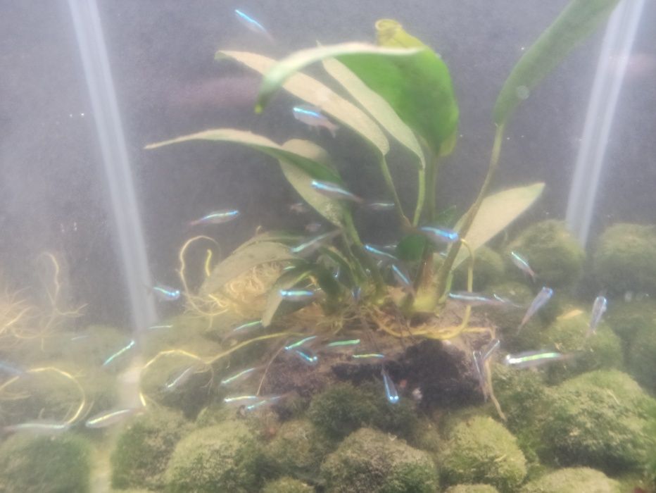 Rybki NEON INESSA 3 zł za szt