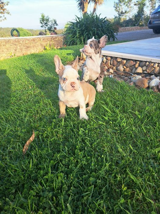 Bulldog francês macho