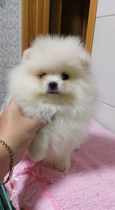 Мальчик в продаже