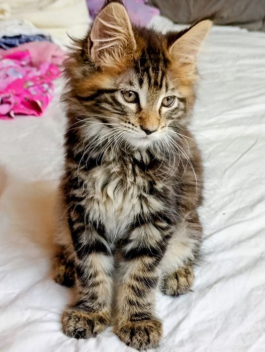 Última gatinha tabby