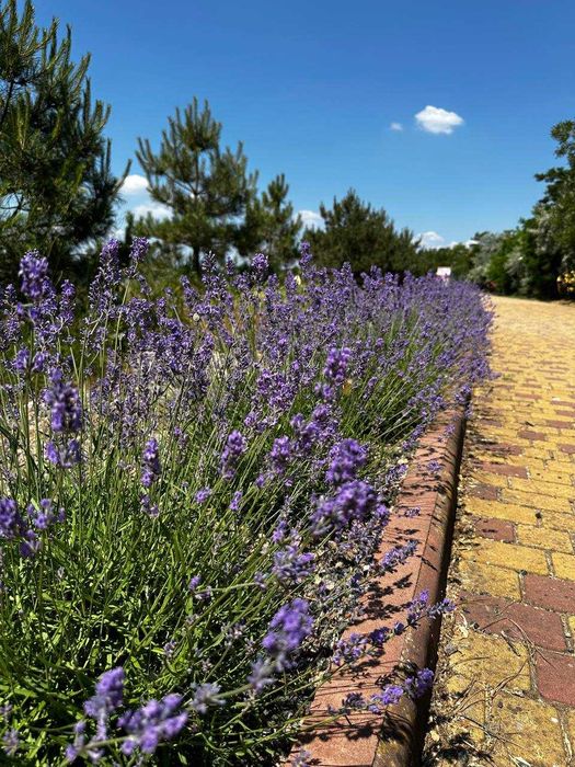 Участок в Тартусе, свет, вода, канализация, газ всё есть на участке