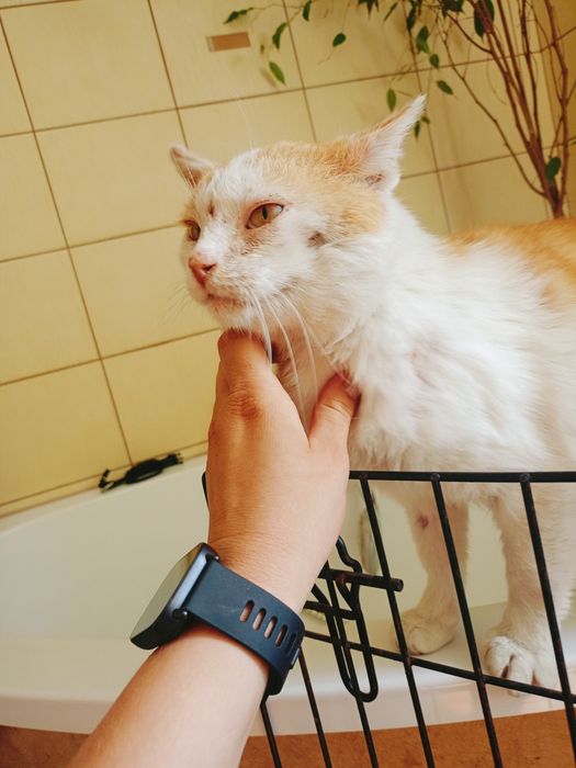 Kleoś- wyjątkowy pieszczoch szuka domu! Kot do adopcji !