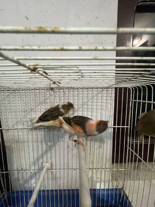 Canarios Arlequim portugues