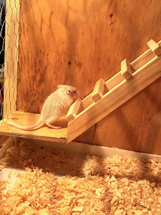 Gerbo/ esquilo da mangolia / hamster