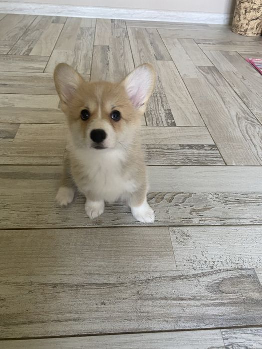 Вельш корг пемброк