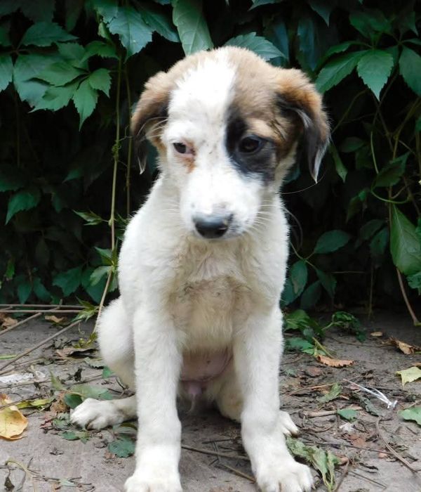 Прилаштовується у добрі руки