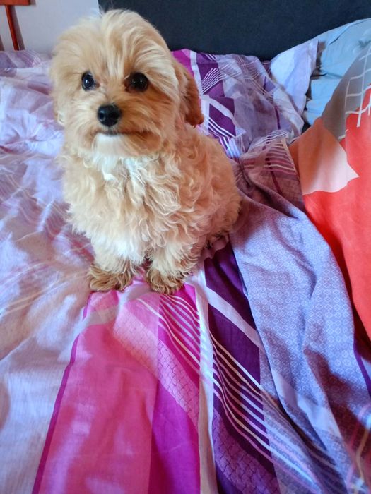 Maltipoo pieski.