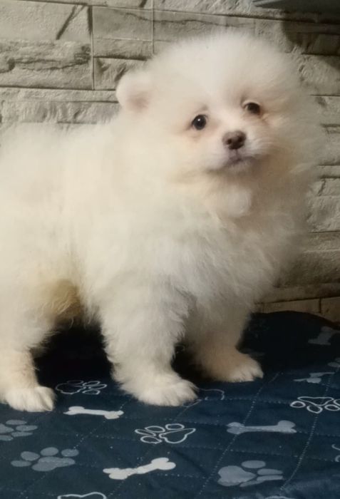 Красунчик шпіц 2 місяці