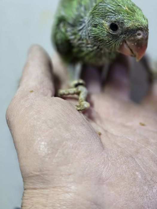 Ring Neck demosticados