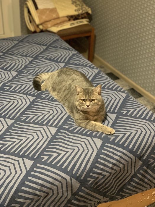 Котик британець для вязки