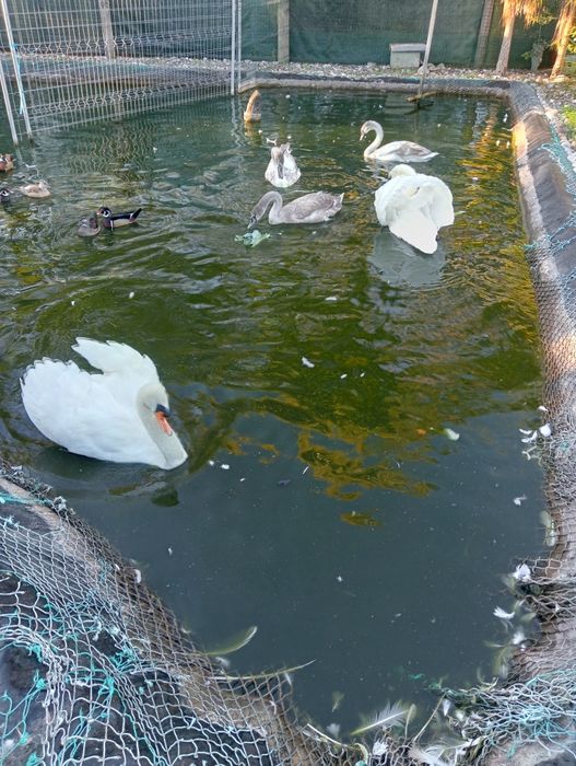 Cedem-se cisnes 2026