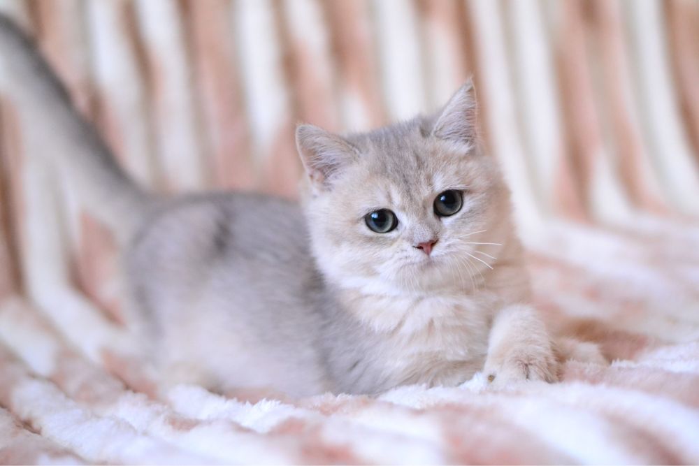 Блакитна золота шиншила