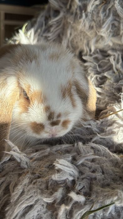 Kroliczek minilop samiczka