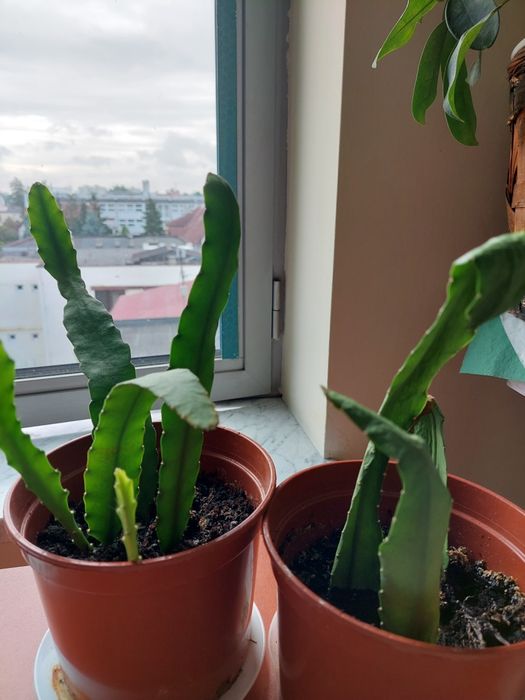 Epiphyllum rożowe sadzonki
