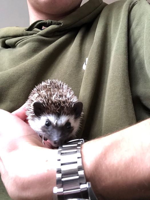 Młode Jeże Pigmejskie z Domowej Hodowli