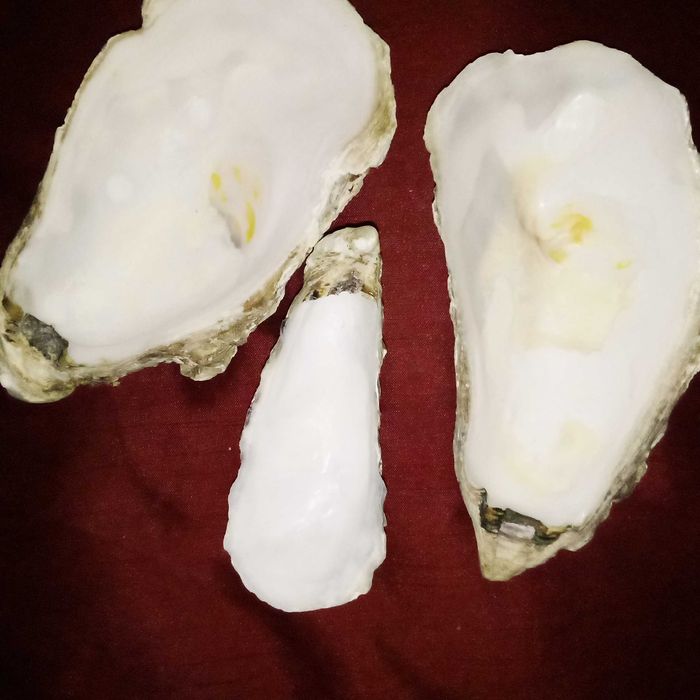 Набір оригінальних мушлів