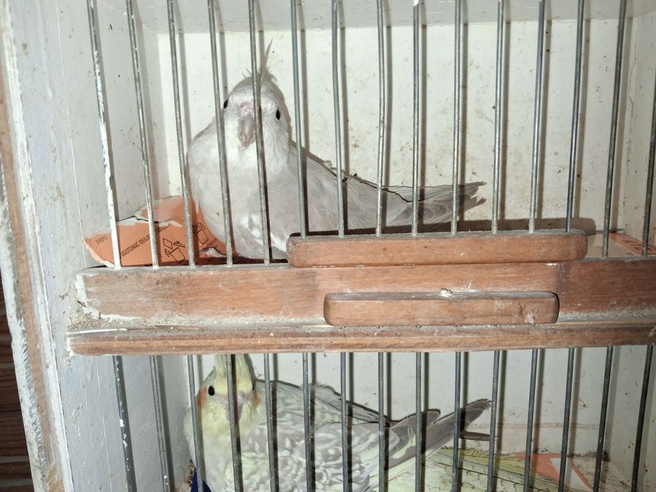 Sprzedam papugi nimfy