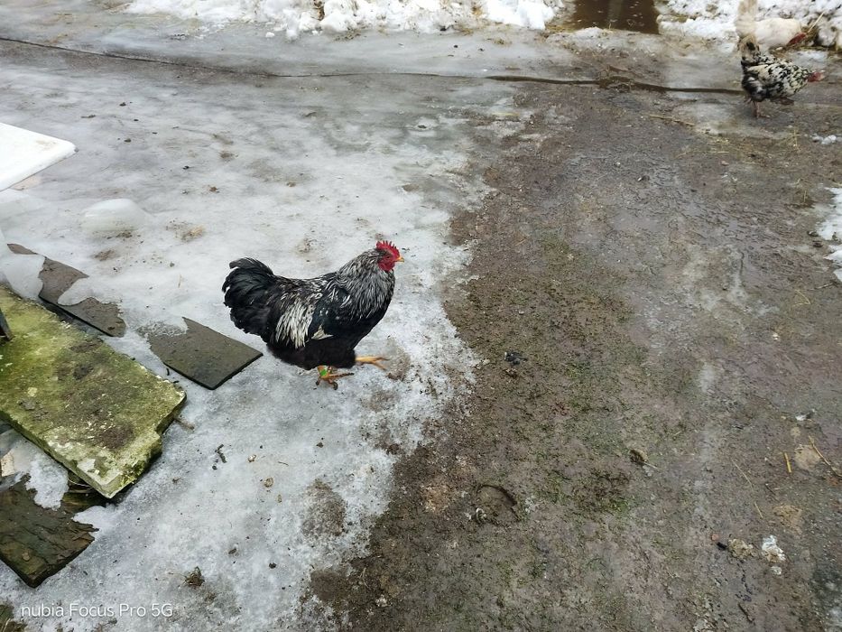 Kury barnevelder i kury hamburgi