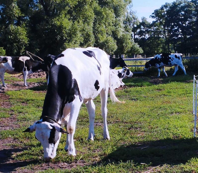 Sprzedam jałówki i krowy mleczne A2A2