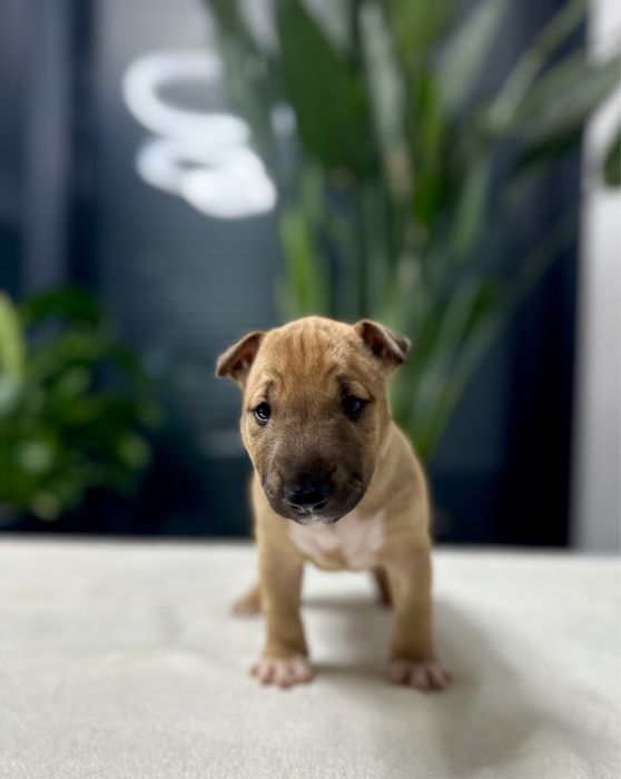 Bulterier miniaturowy