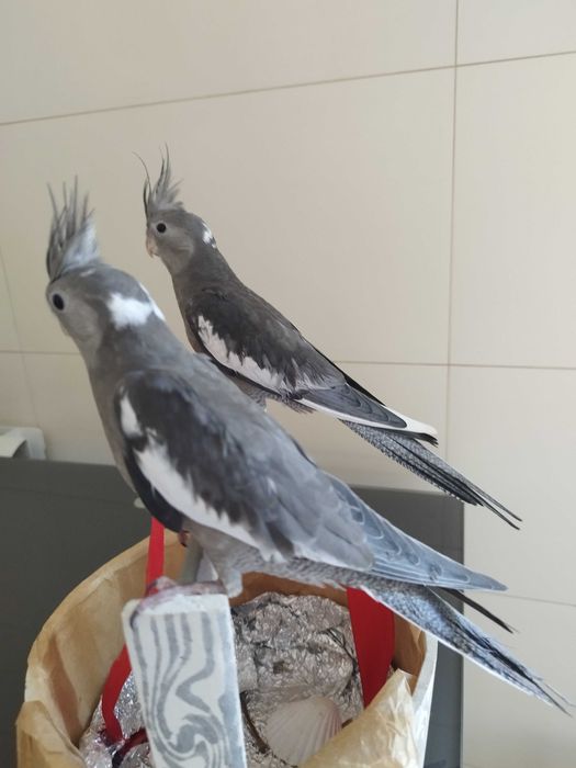 Caturras domesticadas