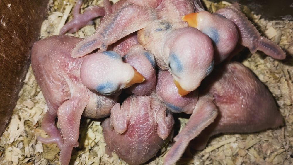 Ring necks bebés azuis e 1 lori malucano para quem quiser acabar de criar a mao