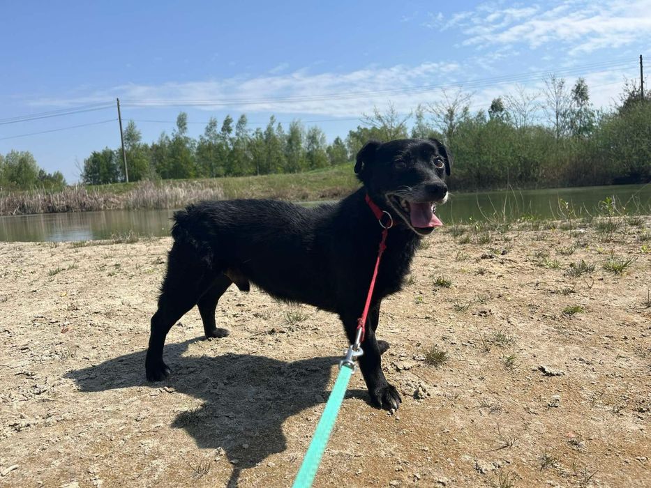 Blagamy o dom dla starszego pieska! Adopcja!