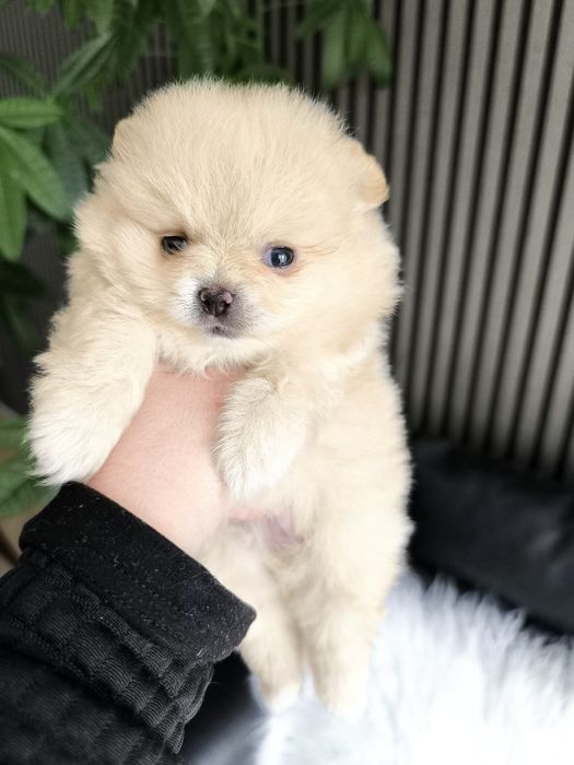 Spitz Anão Lulu da Pomerânia. Menino . Perfeito