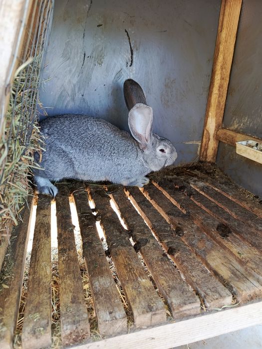 Продам    кролів