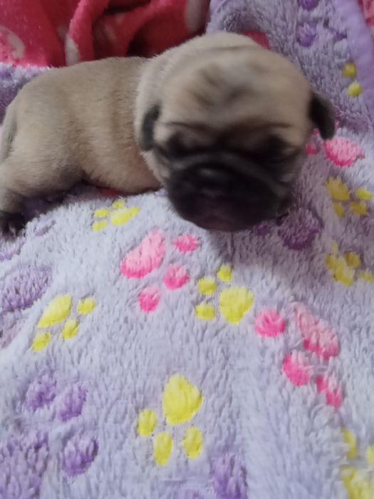 Mops mopsik grubasek