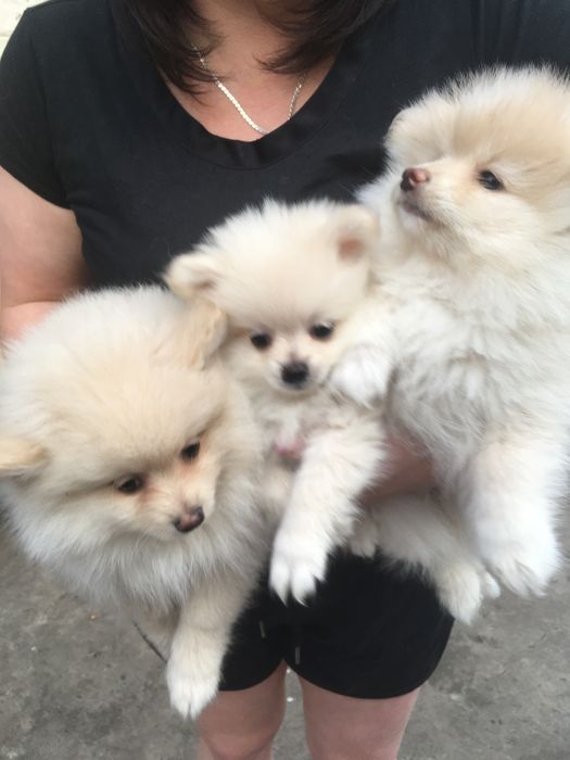 Померанские шпицы,два мальчика и девчуля