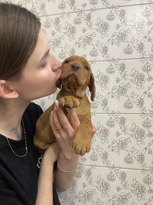 Угорська вижла дивовижні песики