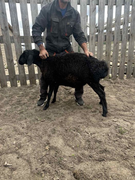 продам овец породы гисар
