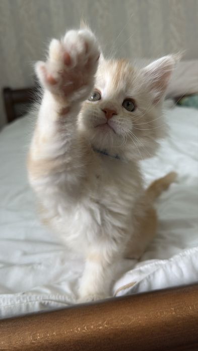 Кошенята Мейн Кун