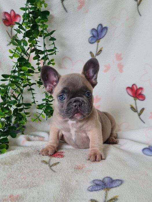Excelente menina blue fawn Bulldog/Bouledogue Frances de Qualidade