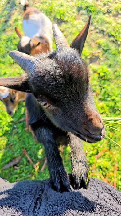 Bode, cabrito é   cabra anã  preto