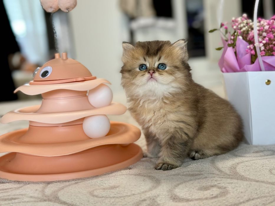 Чудові муркотунчики британської золотої шиншили