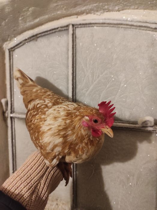 Jaja legowe Liliputek