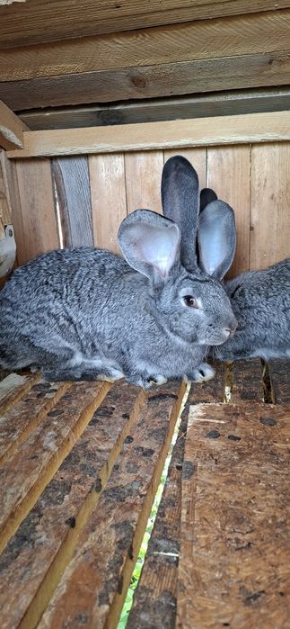 Кролики Б.В  є різні по віку