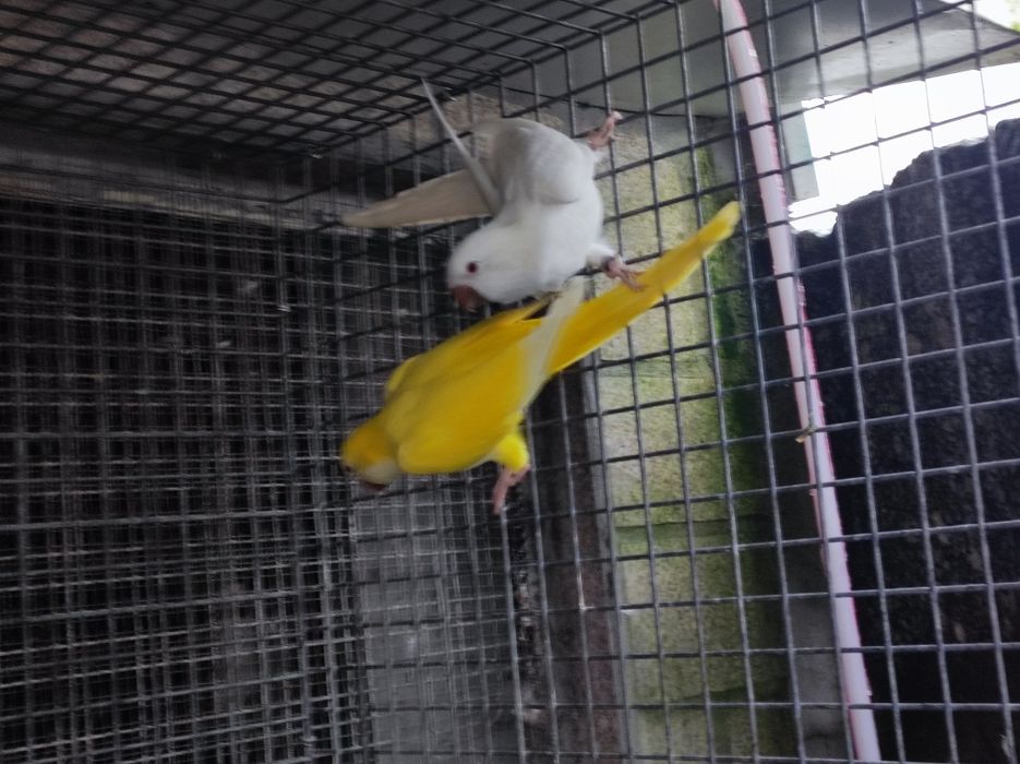 Casal kounoures Peito cinzento