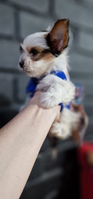 Гарнюсяя дівчинка біверйорка