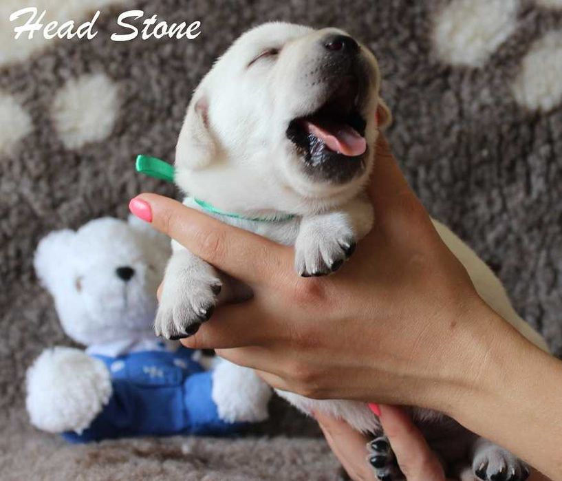 Клубные щенки Лабрадора ретривера КСУ