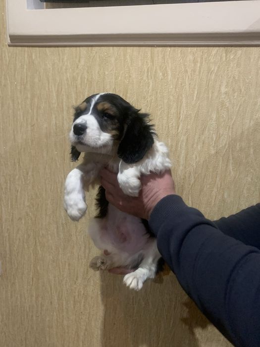 Цуценята Спаніельчиків