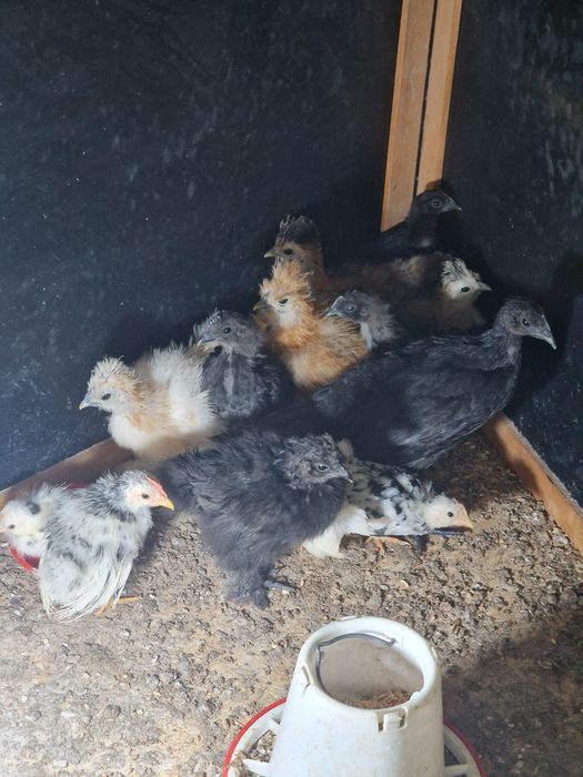 Kurczęta  ayam cemani silka chabo