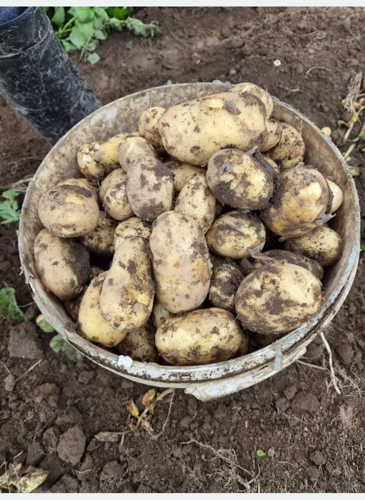 Smaczne ziemniaki - idealne na jesień i zimę