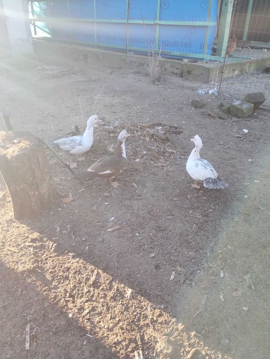 Sprzedam kaczki francuskie